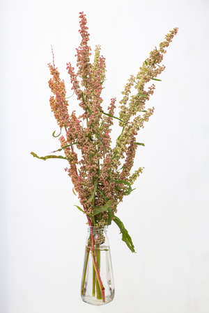 Rumex crispus (russian dock or bitter dock) in a glass vessel with waterの写真素材