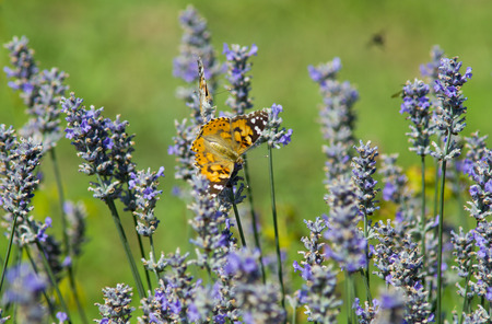 Yellow butterfly on the lavender flowers in the gardenの写真素材