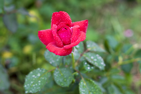 Rose flower with water drops in the rainの写真素材