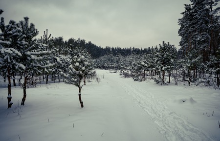 Snowy Trees in the Winter Forestの写真素材
