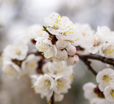 Spring Flowering Apricot Treeの写真素材