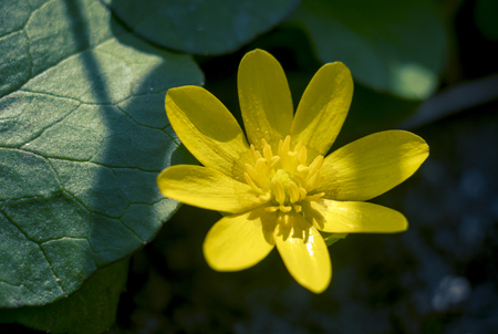 Yellow flowers Buttercupsの写真素材