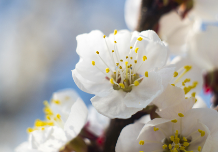 Spring Flowering Apricot Treeの写真素材