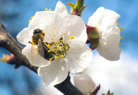 Spring Flowering Apricot Treeの写真素材