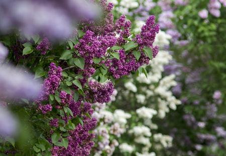 Spring lilac multicolored flowers in the gardenの写真素材