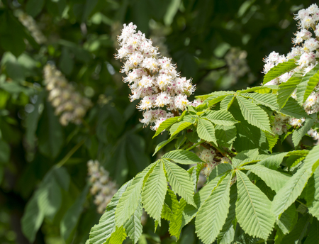 White chestnut flowers photographed against the background of lush green leavesの写真素材