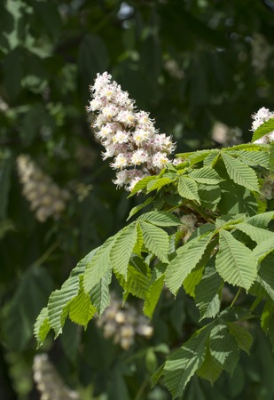 White chestnut flowers photographed against the background of lush green leavesの写真素材