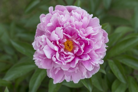 Blooming Peony in Summerの写真素材