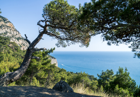 Black Sea Bay and Pine Tree on Crimean Mountains near Sevastopolの写真素材