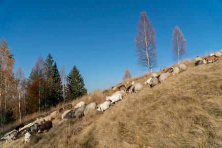 Sheeps Graze On A Mountain Meadowの写真素材