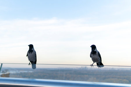 A gray crow sits on the glass. Bird in an urban environmentの写真素材