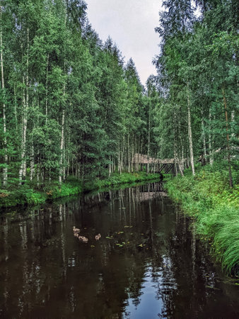 beautiful green forest in summer