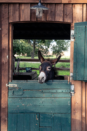 Cute donkey looking out of a stall windowの写真素材