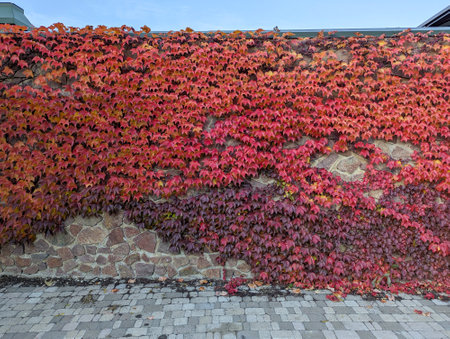 Wild grapes climb along the wall. Plant background. Red and green leavesの写真素材