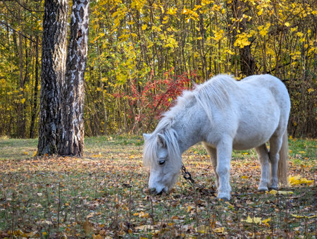 A pony is grazing in a meadow. A small white horse grazes the green grass. A beautiful young foal in the field. The concept of rural life, farming and pet breeding. Pony in close-up eating grassの写真素材