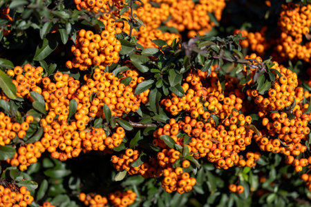 Large clusters of red rowan berries framed by foliage. Close-up. Natural autumn background with...