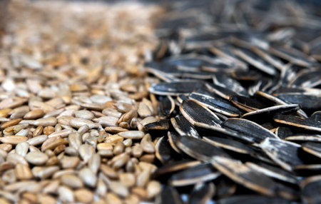 Sunflower seeds black with stripe and peeled seeds. Background of striped and peeled seeds. Tasty delicacy, agro-industrial.の写真素材