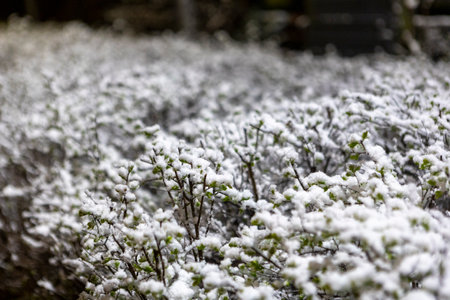 Snow-covered green spring bushes stand out in the darkness, blending the freshness of spring with the lingering chill of winter in a serene, quiet scene.の写真素材