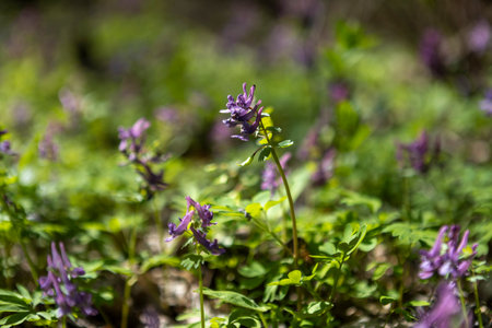 A vibrant display of blooming primrose flowers in early spring, their bright colors standing out...