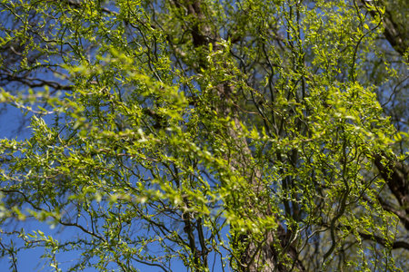 Fresh green branches of a spring tree stretch upward against a bright blue sky, basking in the...