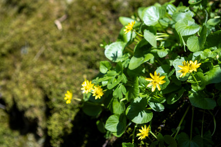 A vibrant display of blooming primrose flowers in early spring, their bright colors standing out...