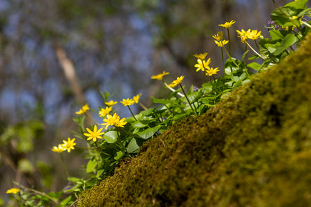 A vibrant display of blooming primrose flowers in early spring, their bright colors standing out...