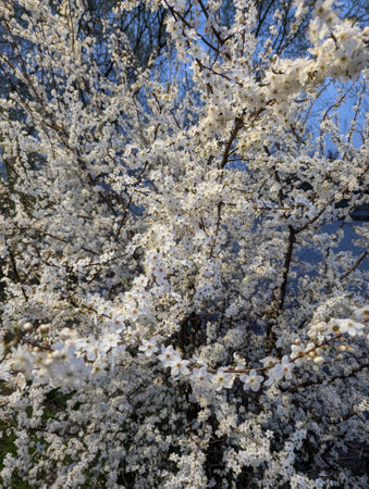 A beautiful cherry blossom tree in full bloom stands gracefully under the clear blue sky, bathed in warm sunlight on a peaceful spring day, radiating freshness and natural charm.の写真素材