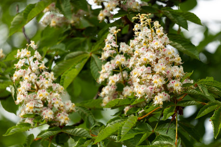 Flowers and leaves of chestnut in the park in spring. Common chestnut blossomsの写真素材
