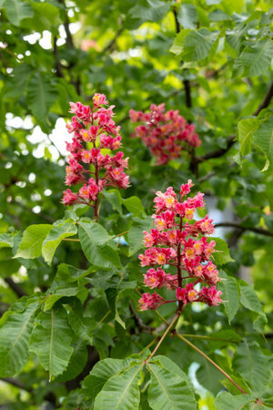 vibrant flowers and leaves of red horse chestnut in the park in spring. Common chestnut blossomsの写真素材