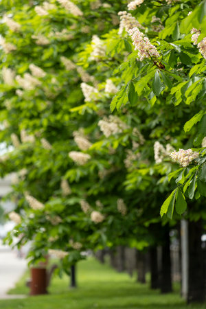 Empty city alley with blossoming chestnut trees. A corner of nature in a modern metropolis with avenues and cars.の写真素材