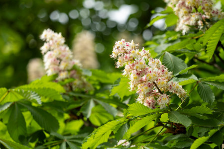 Flowers and leaves of chestnut in the park in spring. Common chestnut blossomsの写真素材