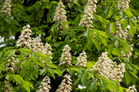 Flowers and leaves of chestnut in the park in spring. Common chestnut blossomsの写真素材