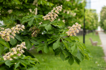Flowers and leaves of chestnut in the park in spring. Common chestnut blossomsの写真素材