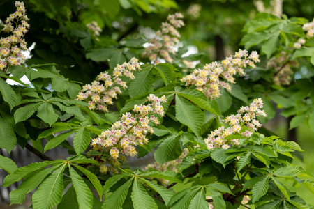 Flowers and leaves of chestnut in the park in spring. Common chestnut blossomsの写真素材