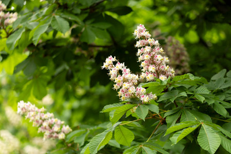 Flowers and leaves of chestnut in the park in spring. Common chestnut blossomsの写真素材