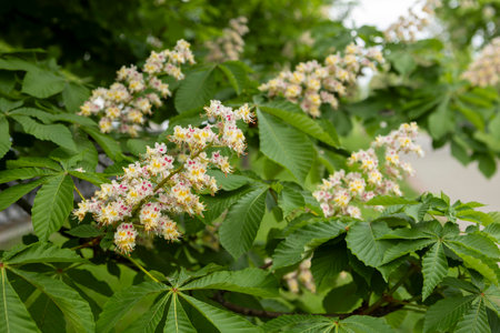 Flowers and leaves of chestnut in the park in spring. Common chestnut blossomsの写真素材