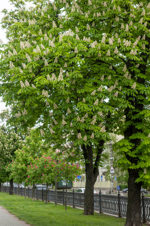 Empty city alley with blossoming chestnut trees. A corner of nature in a modern metropolis with avenues and cars.の写真素材