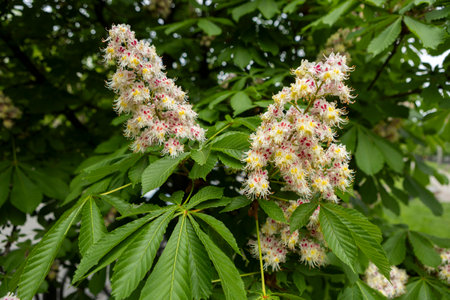 Flowers and leaves of chestnut in the park in spring. Common chestnut blossomsの写真素材