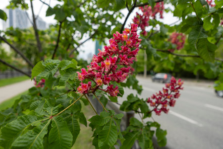vibrant flowers and leaves of red horse chestnut in the park in spring. Common chestnut blossomsの写真素材