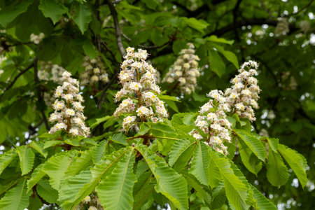 Flowers and leaves of chestnut in the park in spring. Common chestnut blossomsの写真素材