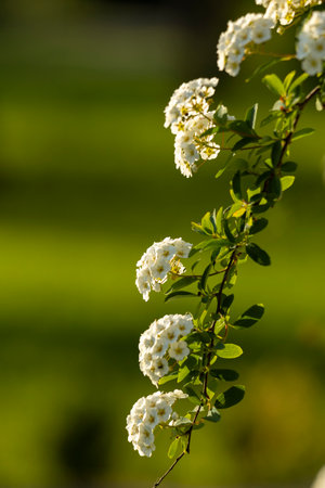 Branch with small white flowers. Close-up photo of white flowers of the shrub Spiraea cantonense.の写真素材