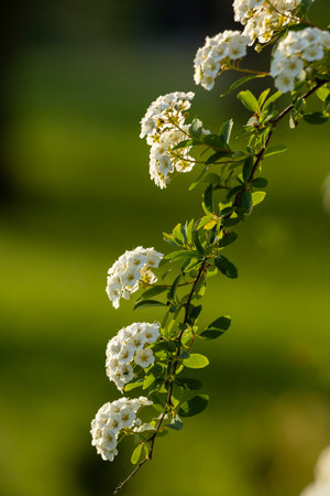 Branch with small white flowers. Close-up photo of white flowers of the shrub Spiraea cantonense.の写真素材
