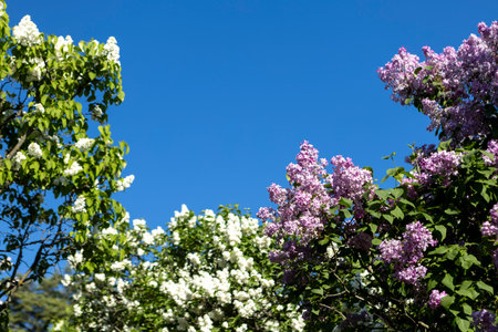 Beautiful lilac flowers. Purple lilac flowers on the bush, spring time background.の写真素材