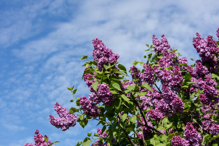 Beautiful lilac flowers. Purple lilac flowers on the bush, spring time background.