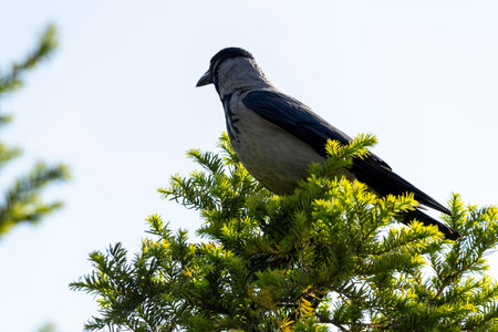 A crow perches atop a tall coniferous tree, its dark feathers contrasting against the clear blue...