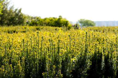 A beautiful and expansive field filled with vibrant green plants, brilliantly contrasted against a...