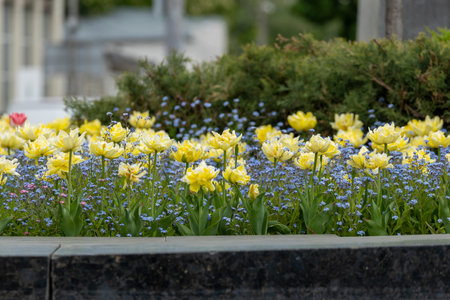 Bright yellow tulips bloom besides clusters of small blue flowers, creating a vivid contrast of color. Bathed in gentle sunlight, the blossoms sway softly in the breeze, radiating warmth and joy.の写真素材