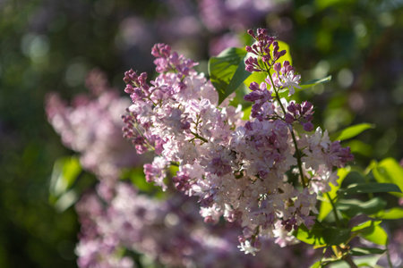 Beautiful lilac flowers. Purple lilac flowers on the bush, spring time background.