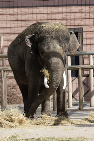 A large elephant munches on a pile of hay, using its trunk with gentle strength. Its massive body...