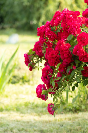 Captivating red roses elegantly showing their beauty within a flourishing, vibrant garden setting filled with lifeの写真素材